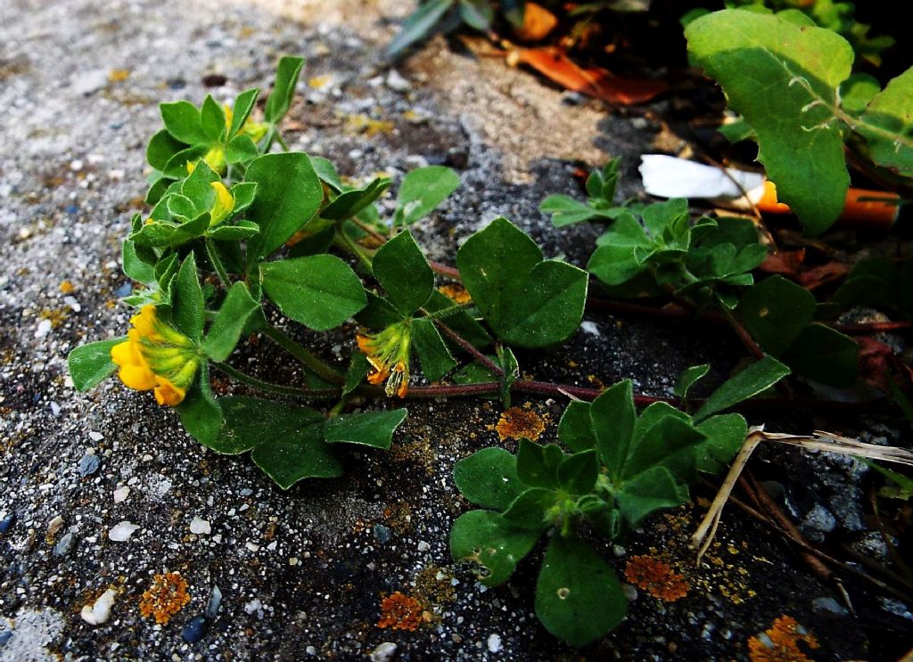 Fabacea: Lotus ornithopodioides