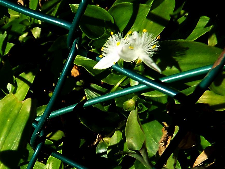 Tradescantia fluminensis (Commelinales - Commelinaceae)