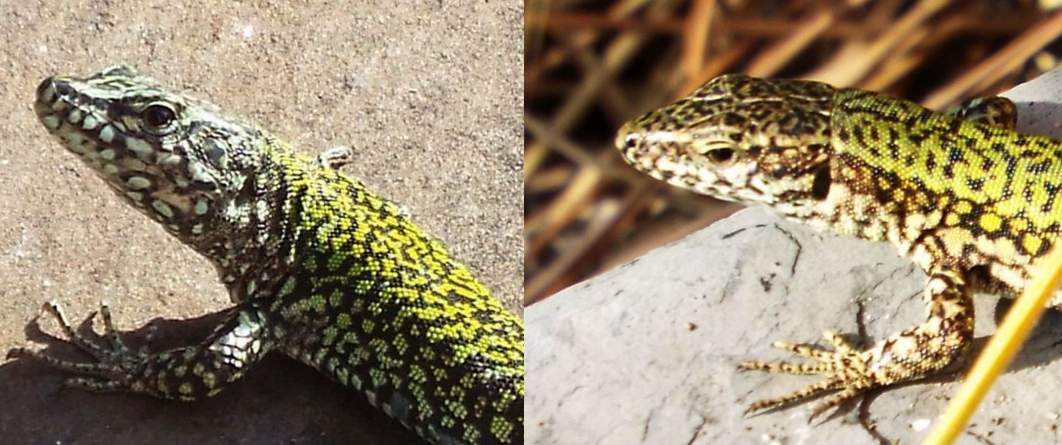 Accoppiamento tra lucertole:  Podarcis muralis nigriventris