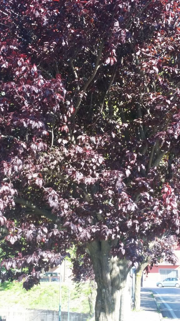 Albero con foglie rossiccie - Prunus cerasifera