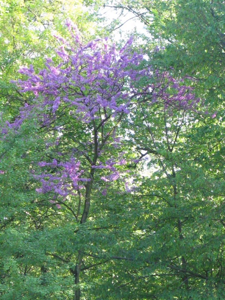 Cercis siliquastrum