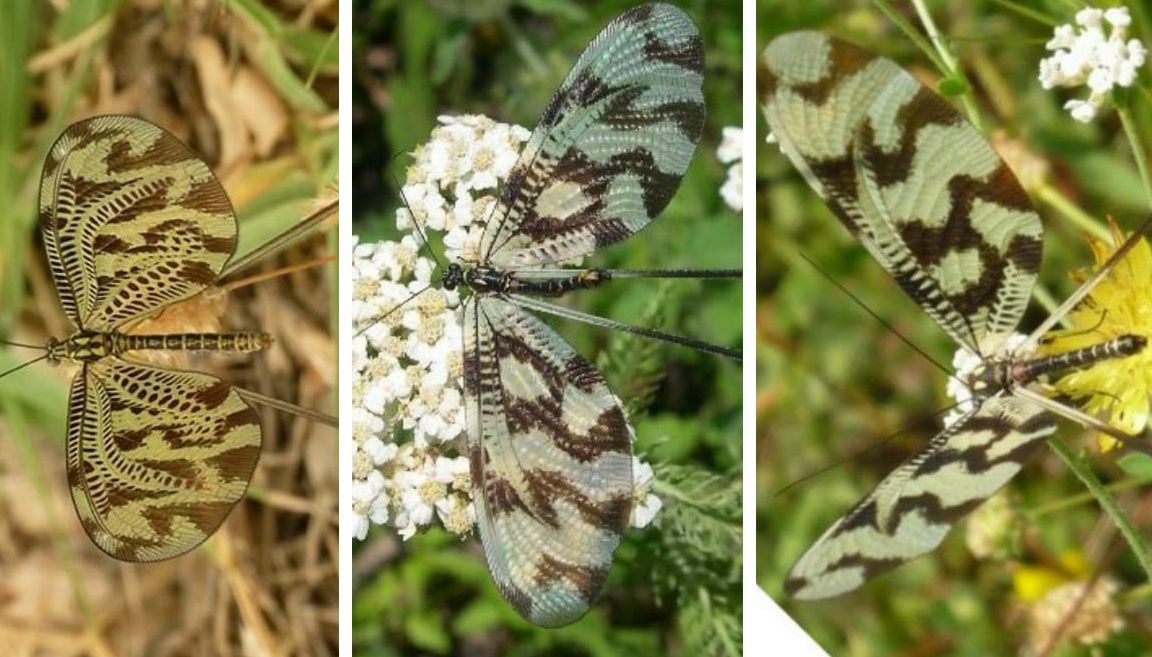 in Grecia:  Nemoptera bipennis ?   No, Nemoptera coa