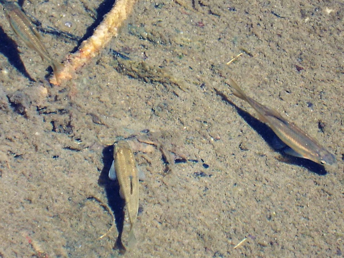 Cyprinidae: Telestes muticellus (Varione) e Gobio cfr. gobio (Gobione)