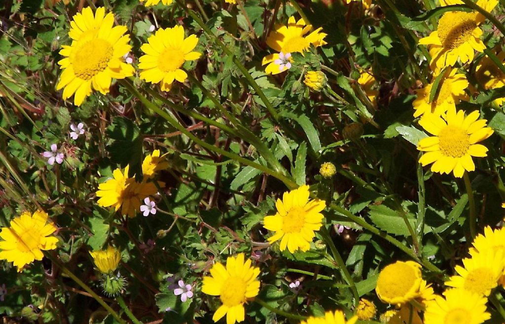 Asteraceae: Coleostephus myconis