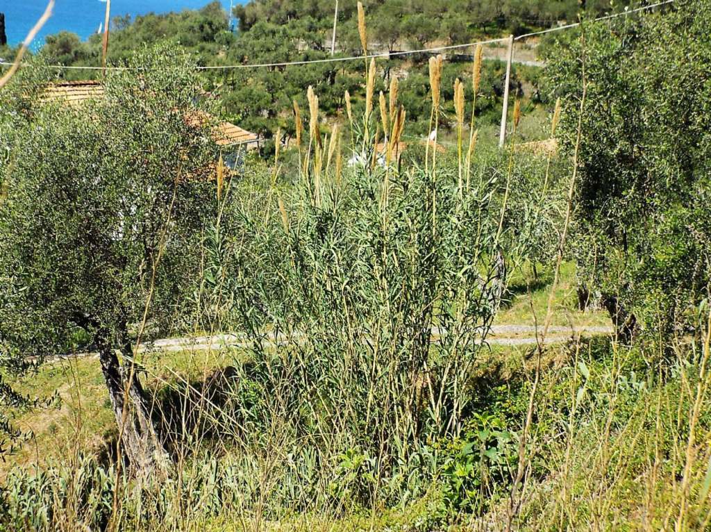 Canna da identificare:  Arundo cfr. donax (Poaceae)