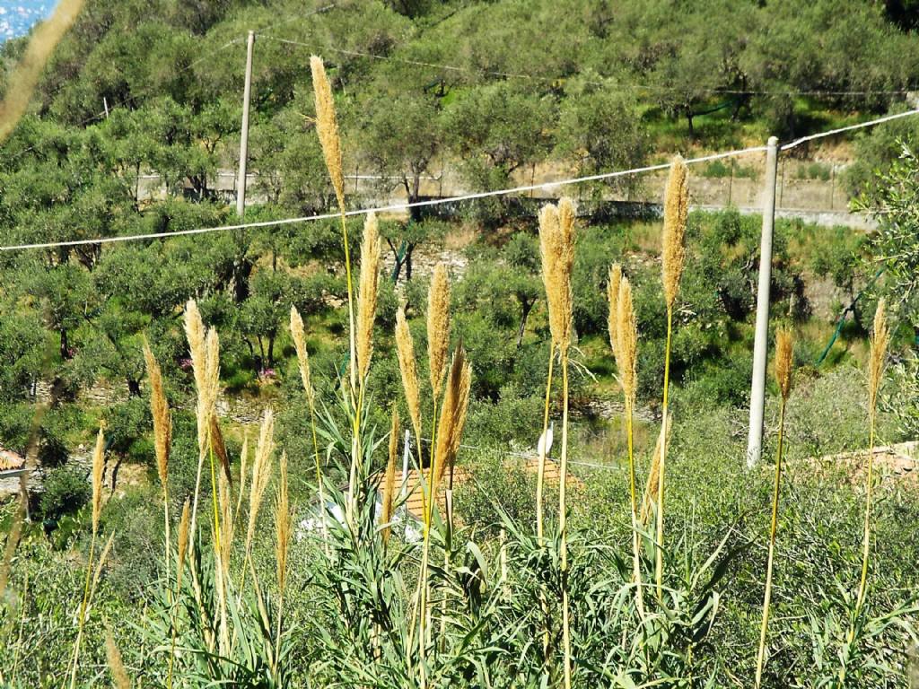 Canna da identificare:  Arundo cfr. donax (Poaceae)