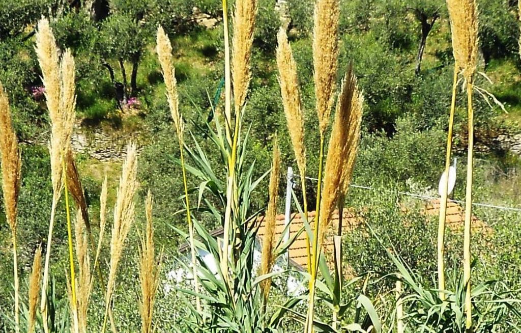Canna da identificare:  Arundo cfr. donax (Poaceae)