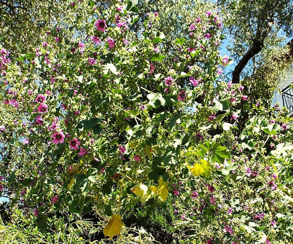 Malva sylvestris ?   No, Malva veneta (=Lavatera veneta)
