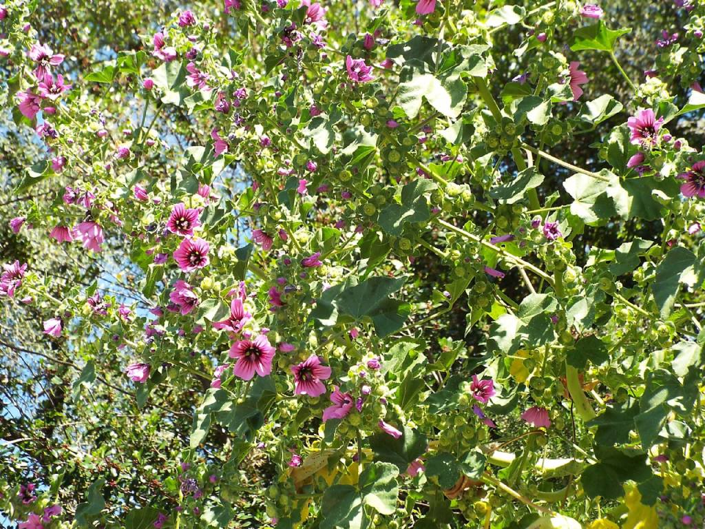 Malva sylvestris ?   No, Malva veneta (=Lavatera veneta)