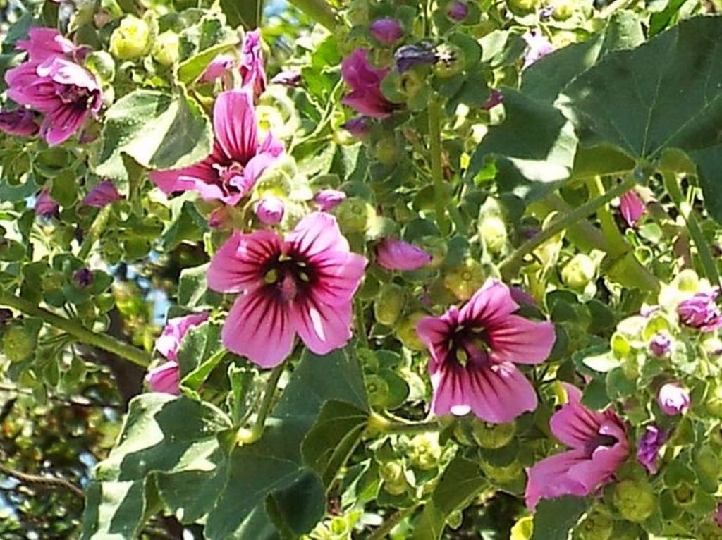 Malva sylvestris ?   No, Malva veneta (=Lavatera veneta)