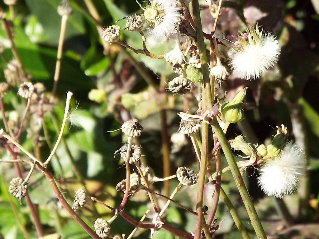 Sonchus oleraceus / Grespino comune