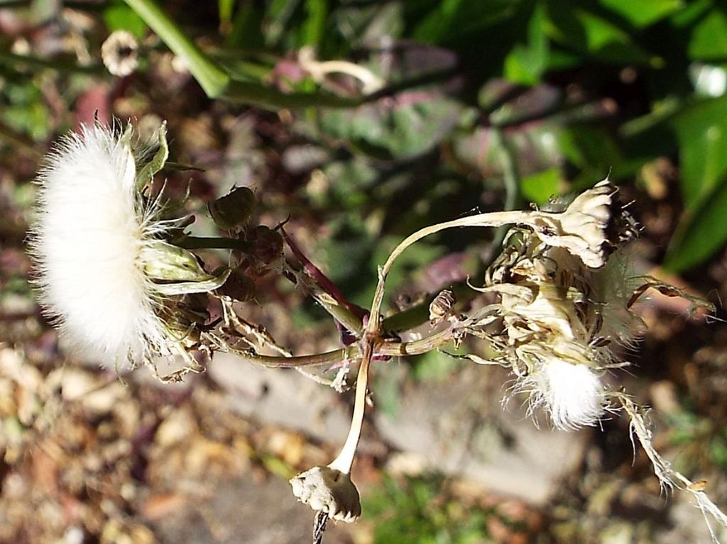 Sonchus oleraceus / Grespino comune