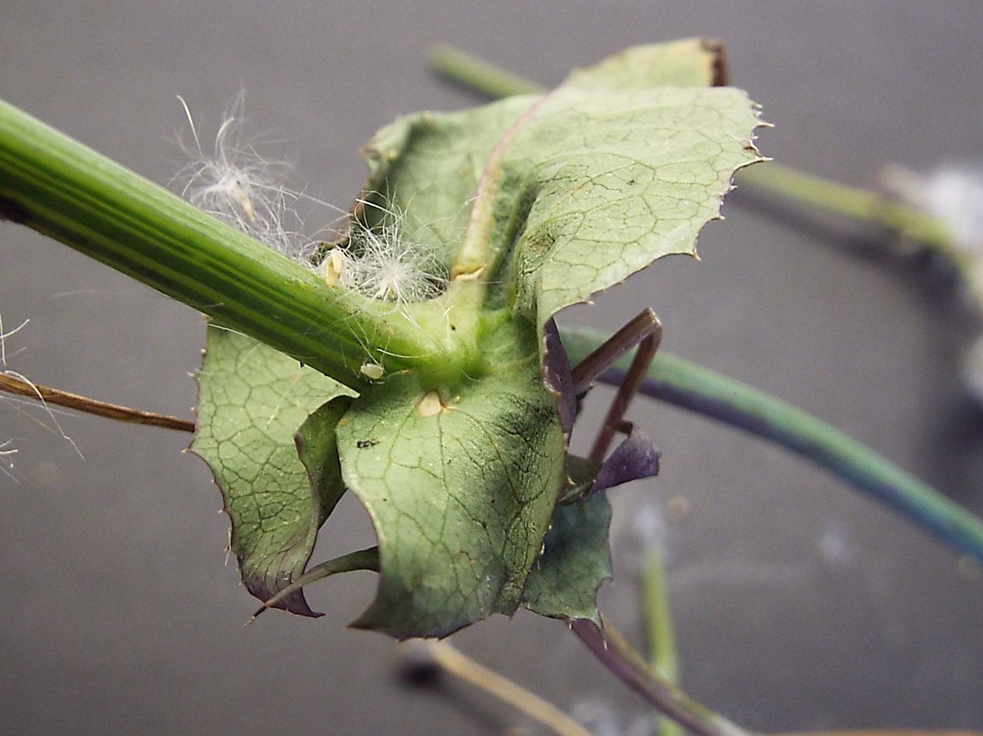 Sonchus oleraceus / Grespino comune