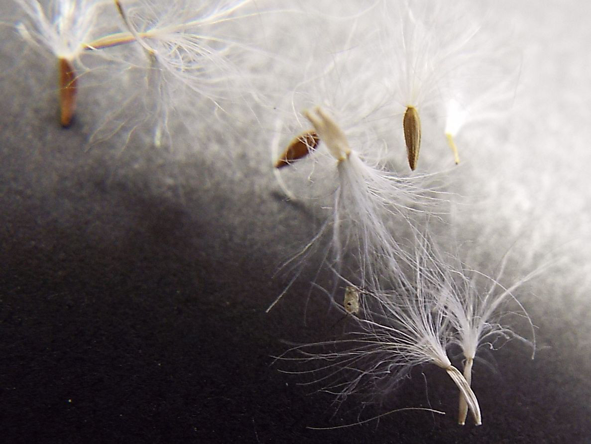 Sonchus oleraceus / Grespino comune