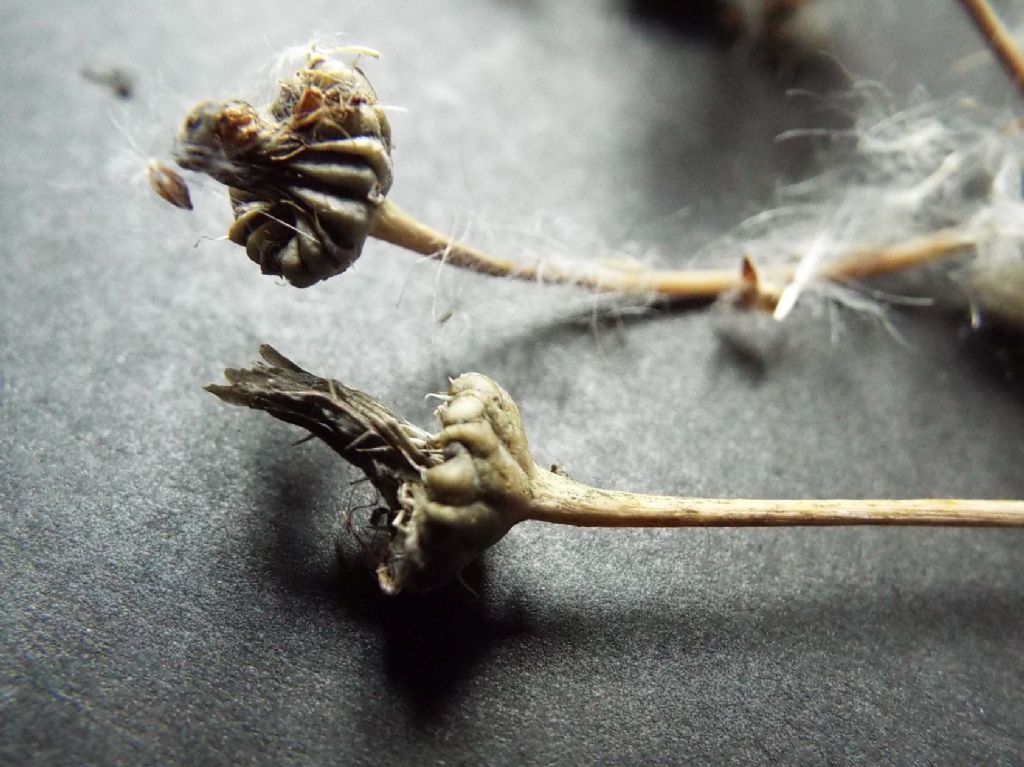 Sonchus oleraceus / Grespino comune