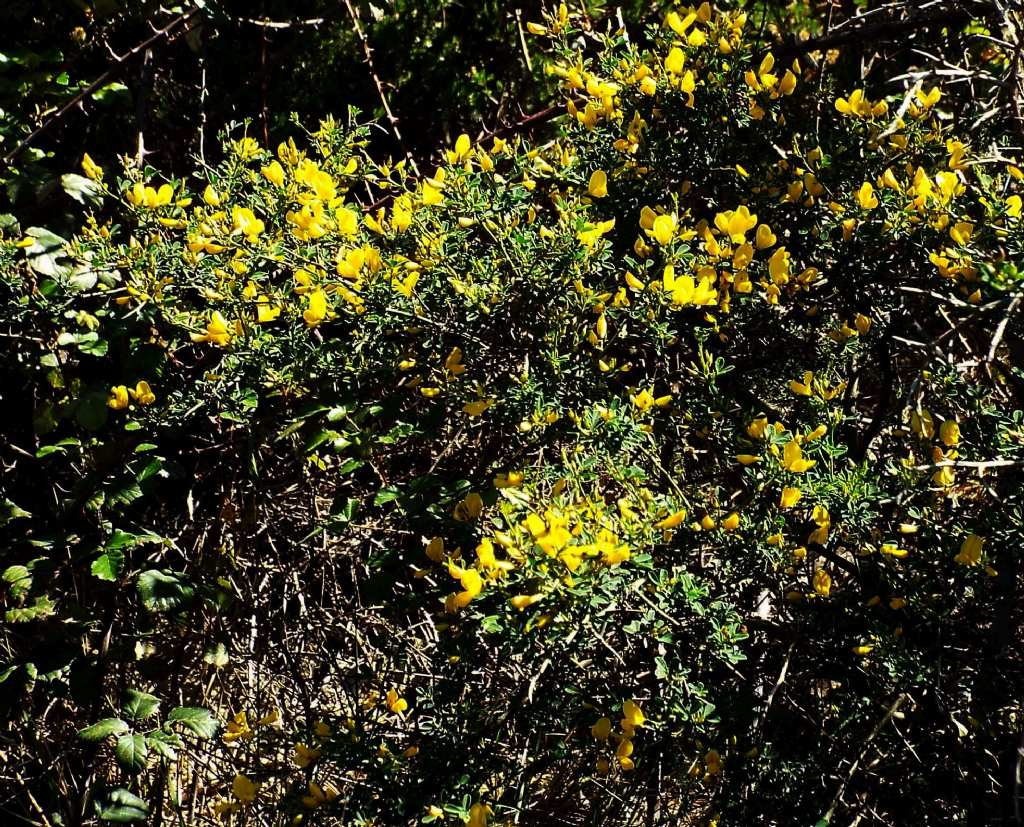 Fabaceae: Calicotome sp.