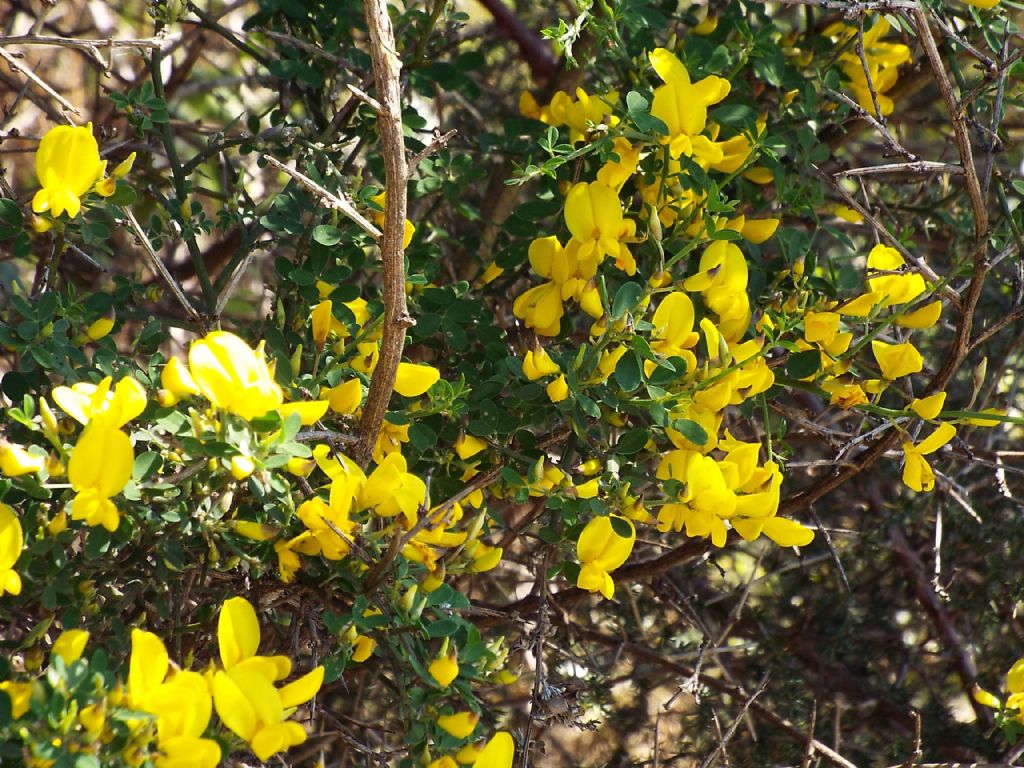 Fabaceae: Calicotome sp.