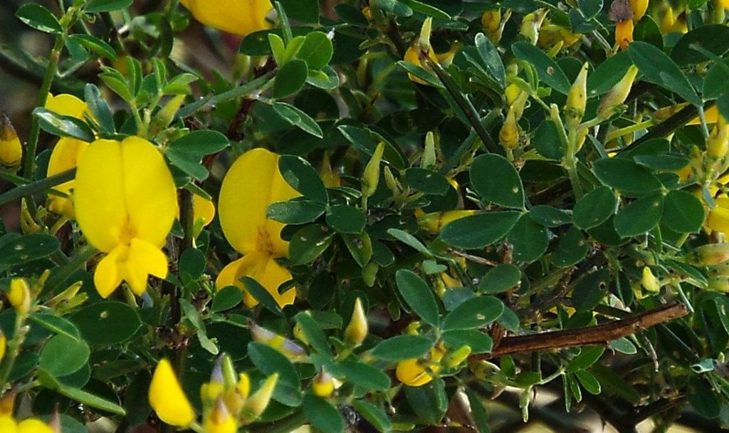 Fabaceae: Calicotome sp.