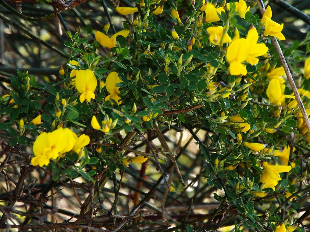 Fabaceae: Calicotome sp.