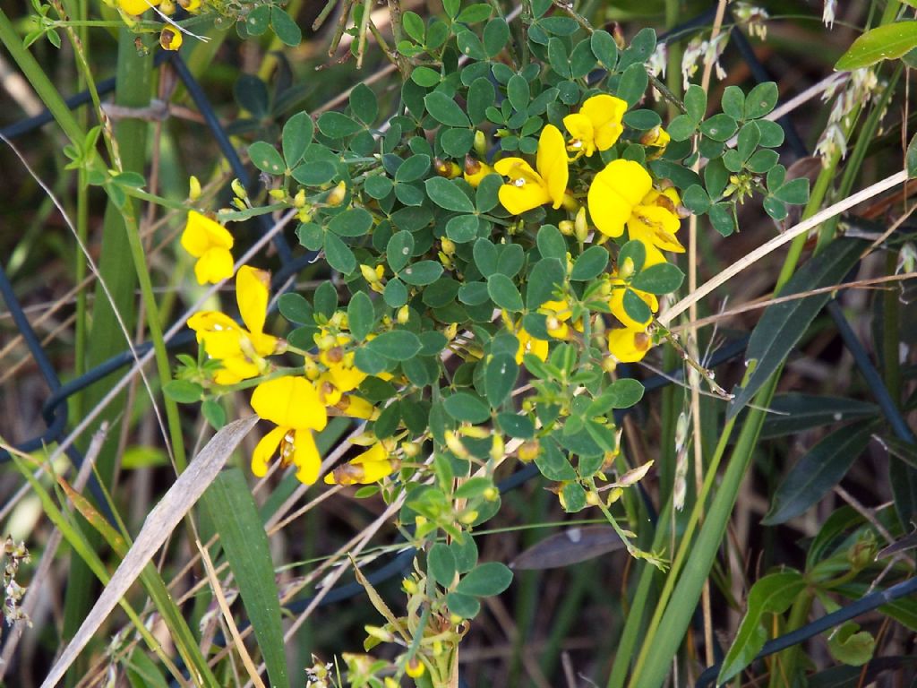 Fabaceae: cfr. Cytisophyllum sessilifolium
