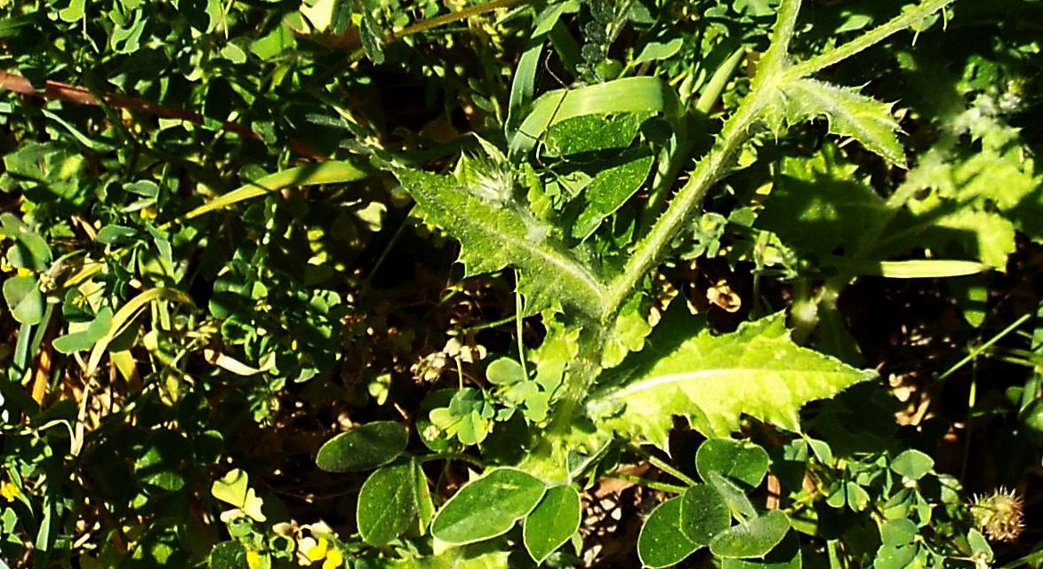 Carduus acicularis  (Asteraceae) ?