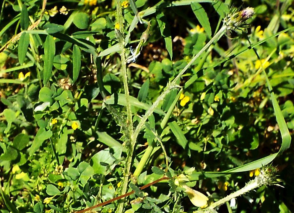 Carduus acicularis  (Asteraceae) ?