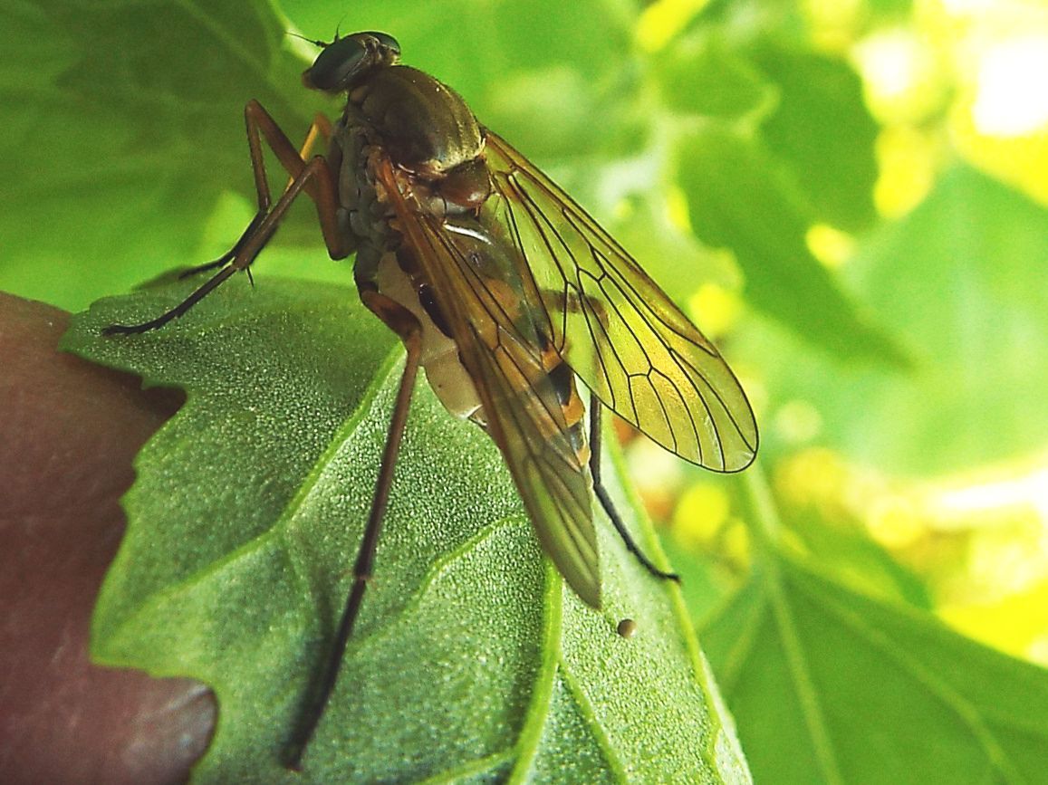 Rhagionidae:  Rhagio cfr. tringarius, femmina
