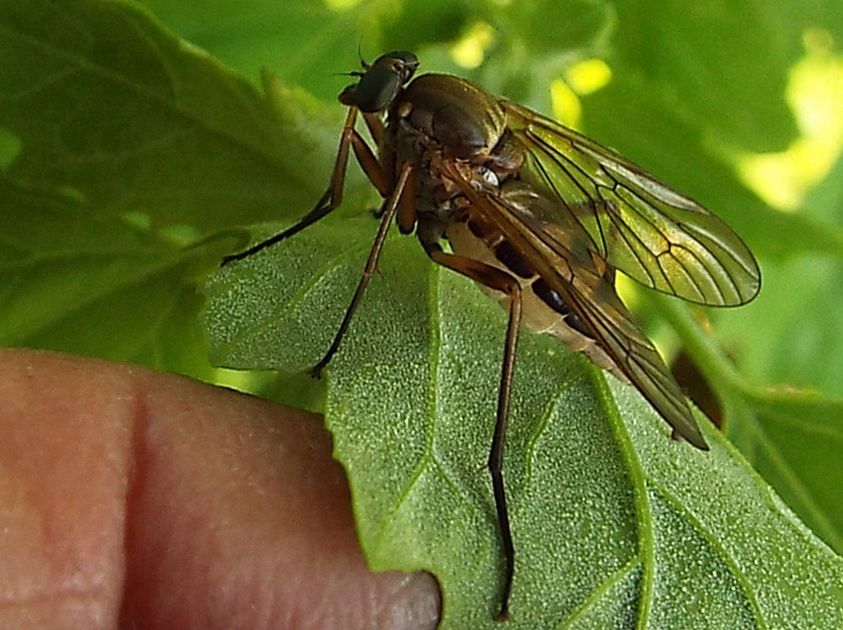 Rhagionidae:  Rhagio cfr. tringarius, femmina