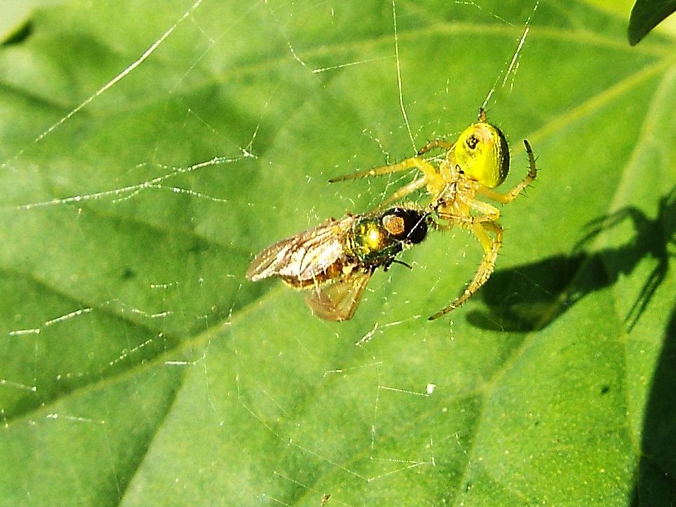 Araniella sp.  (con preda: cfr. Chloromyia formosa) - Colturano (MI)
