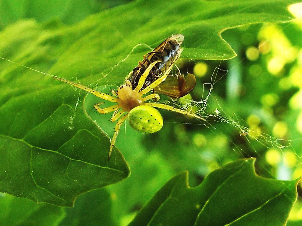 Araniella sp.  (con preda: cfr. Chloromyia formosa) - Colturano (MI)