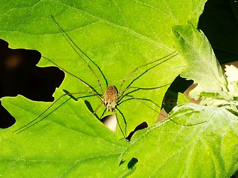 Phalangium opilio, femmina (Phalangiidae)