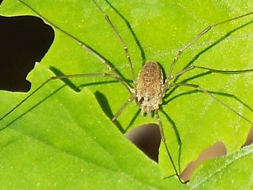 Phalangium opilio, femmina (Phalangiidae)