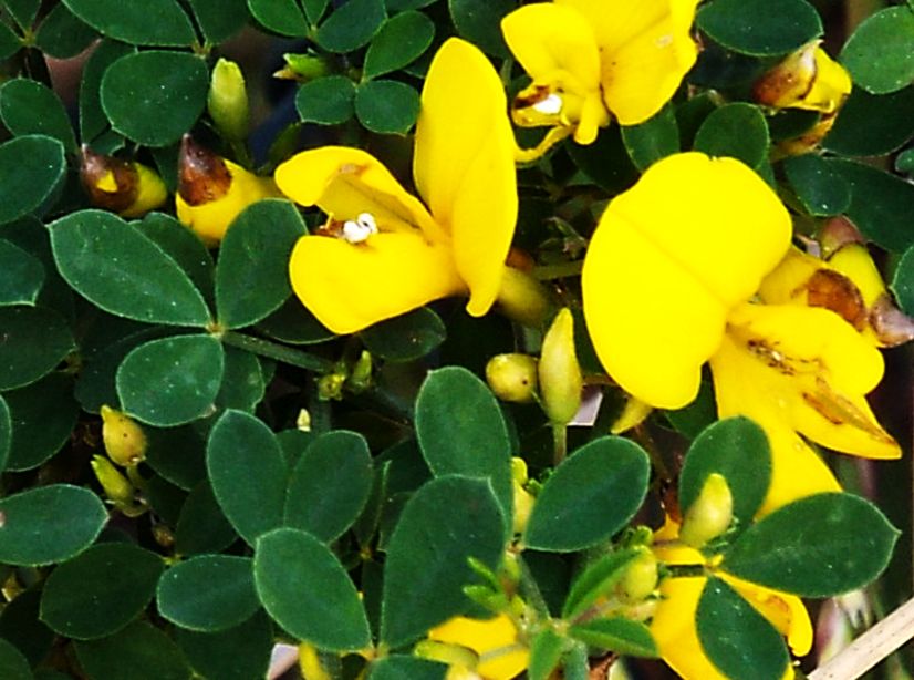 Fabaceae: cfr. Cytisophyllum sessilifolium