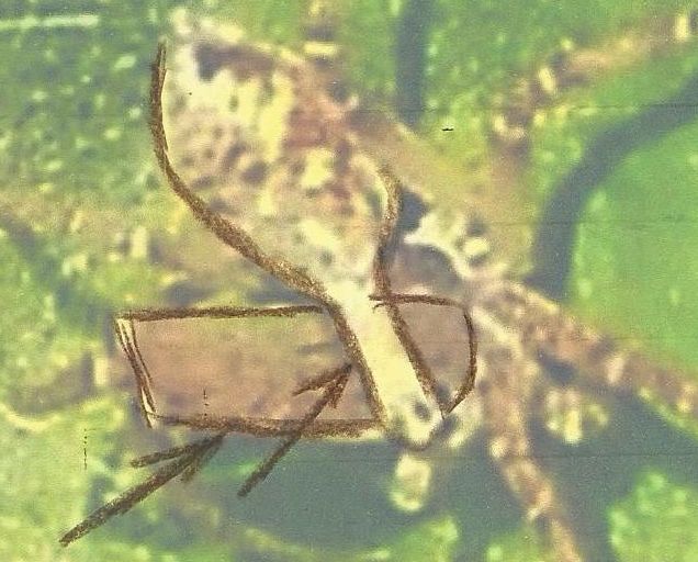 Da identificare,...se possibile: Philodromus sp. - Colturano (MI)