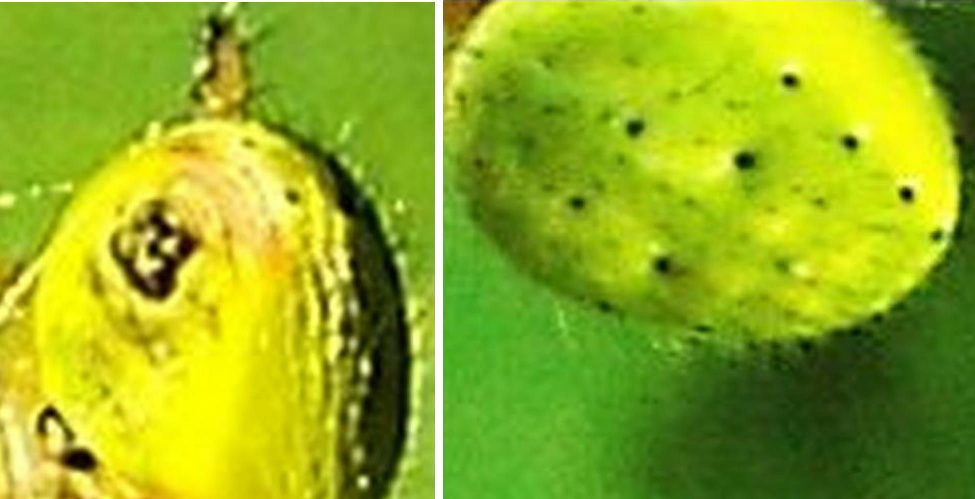 Araniella sp.  (con preda: cfr. Chloromyia formosa) - Colturano (MI)