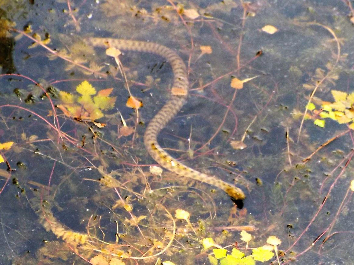 Natrix natrix ?  No, natrix tessellata