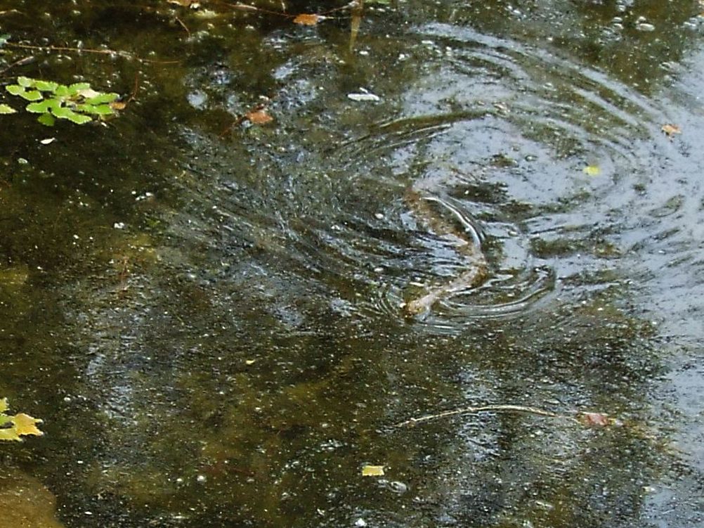 Natrix natrix ?  No, natrix tessellata