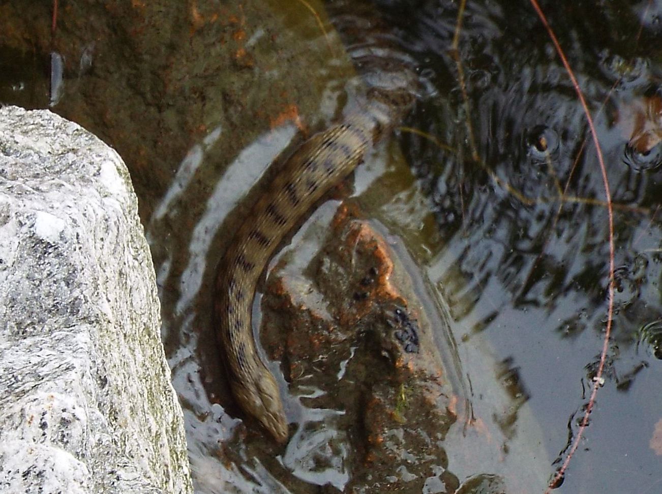 Natrix natrix ?  No, natrix tessellata