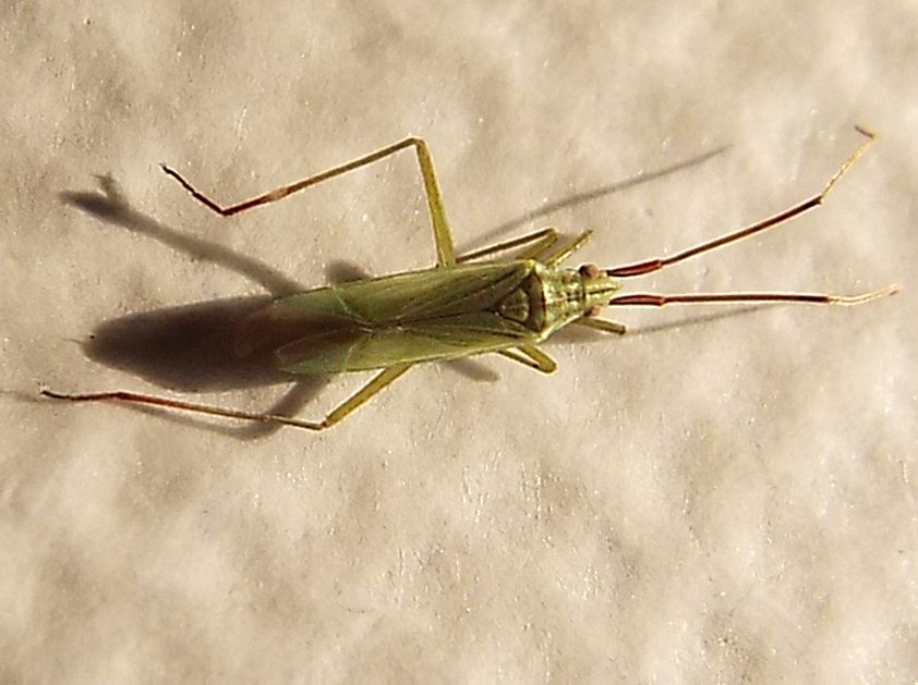 Miridae: Trigonotylus cfr. ruficornis