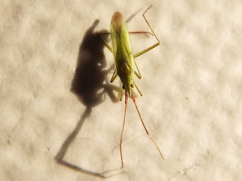 Miridae: Trigonotylus cfr. ruficornis