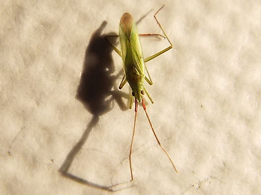 Miridae: Trigonotylus cfr. ruficornis