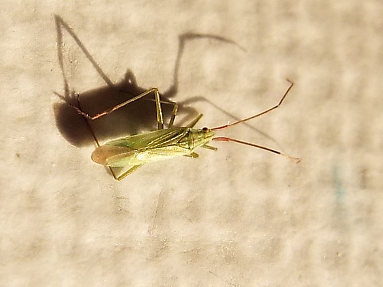 Miridae: Trigonotylus cfr. ruficornis