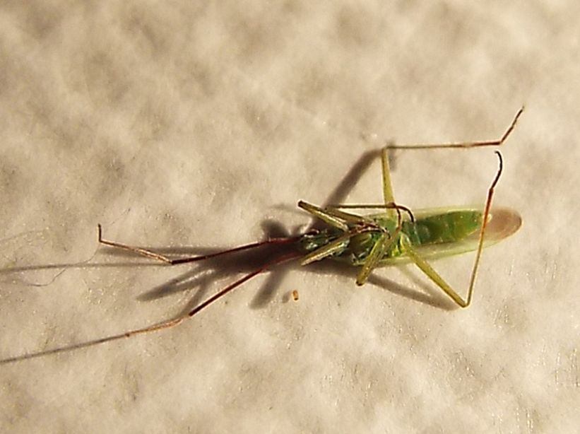 Miridae: Trigonotylus cfr. ruficornis