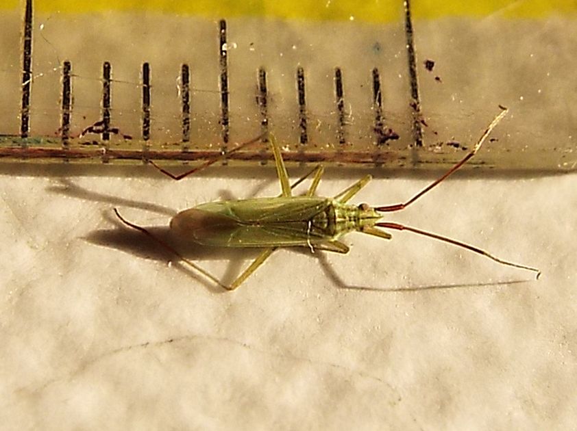 Miridae: Trigonotylus cfr. ruficornis