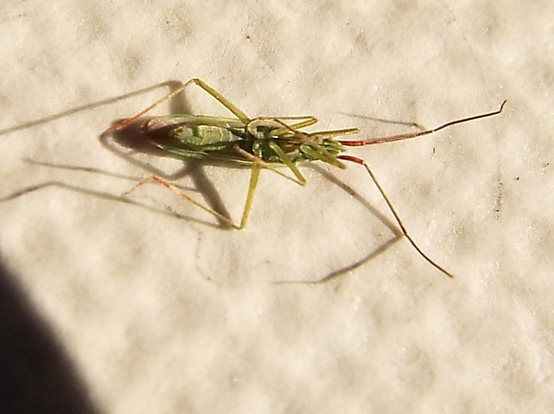 Miridae: Trigonotylus cfr. ruficornis