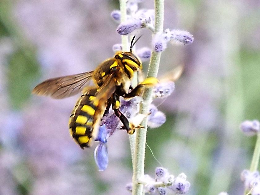Apidae Megachilinae: Anthidium cfr. florentinum