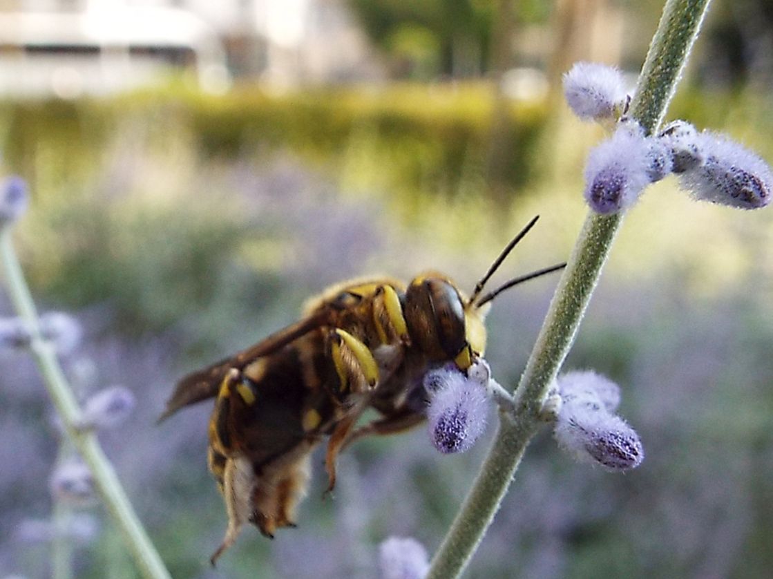 Apidae Megachilinae: Anthidium cfr. florentinum