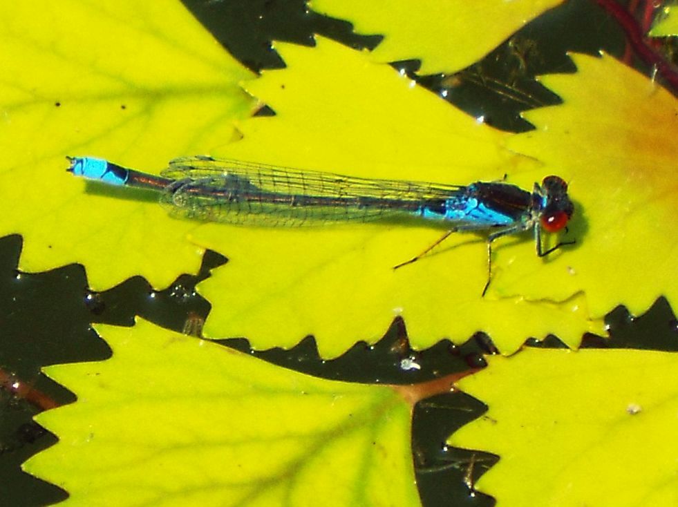 Coenagrionidae: Erythromma viridulum,  maschio