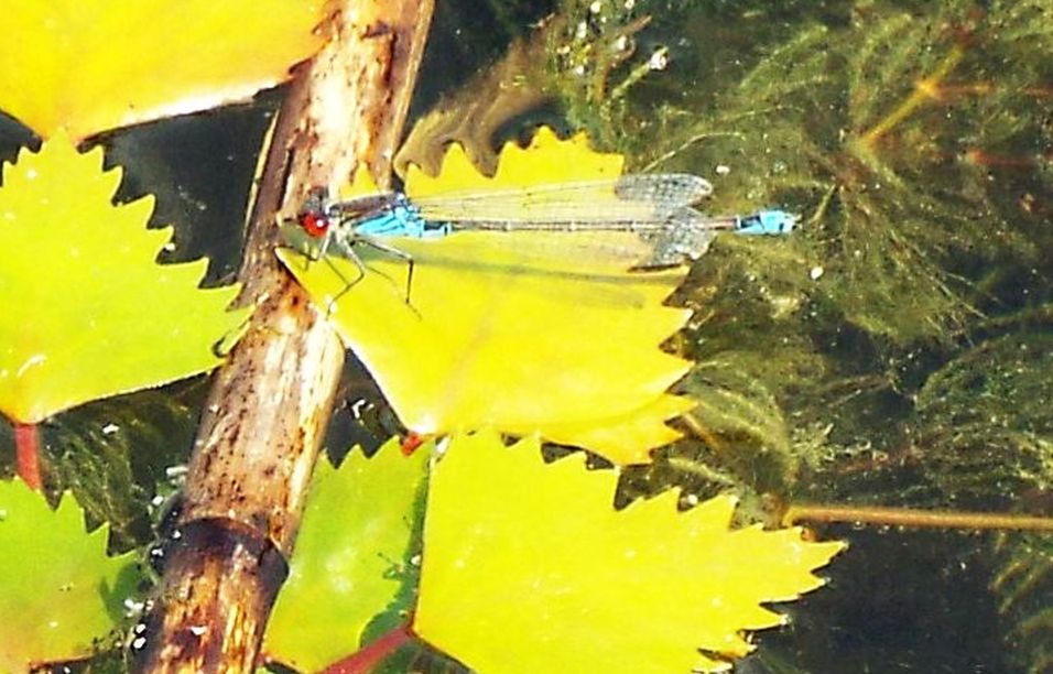 Coenagrionidae: Erythromma viridulum,  maschio