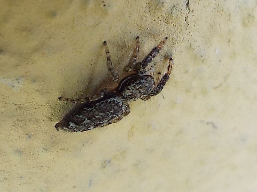 Marpissa muscosa - Cazzago Brabbia (VA)